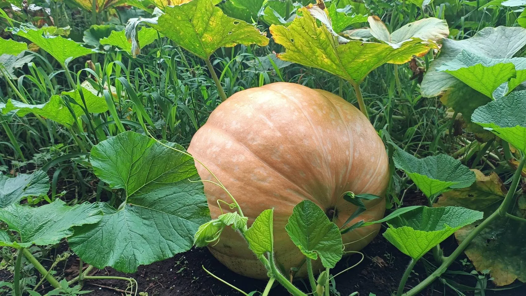 アトランティックジャイアント