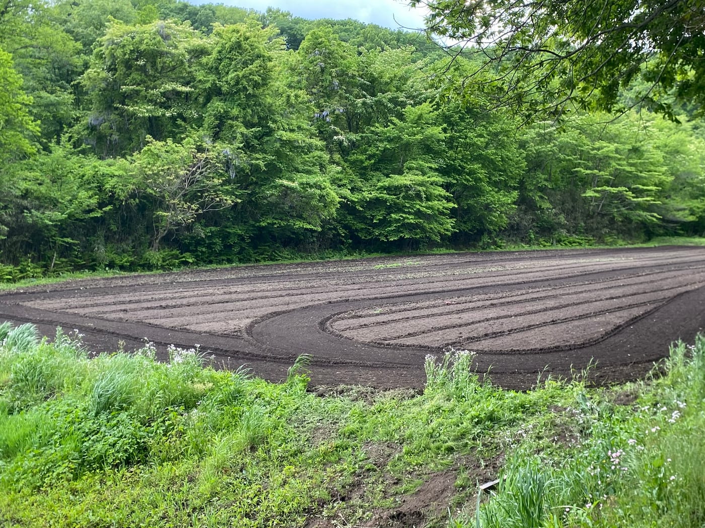 丘の木立に囲まれた、耕したあとの細長い畑