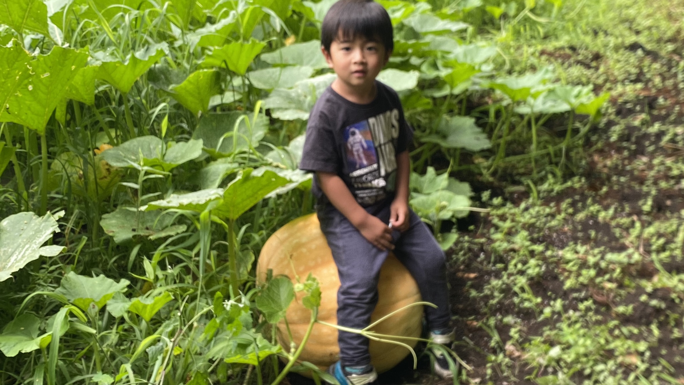 カボチャ（観賞用）