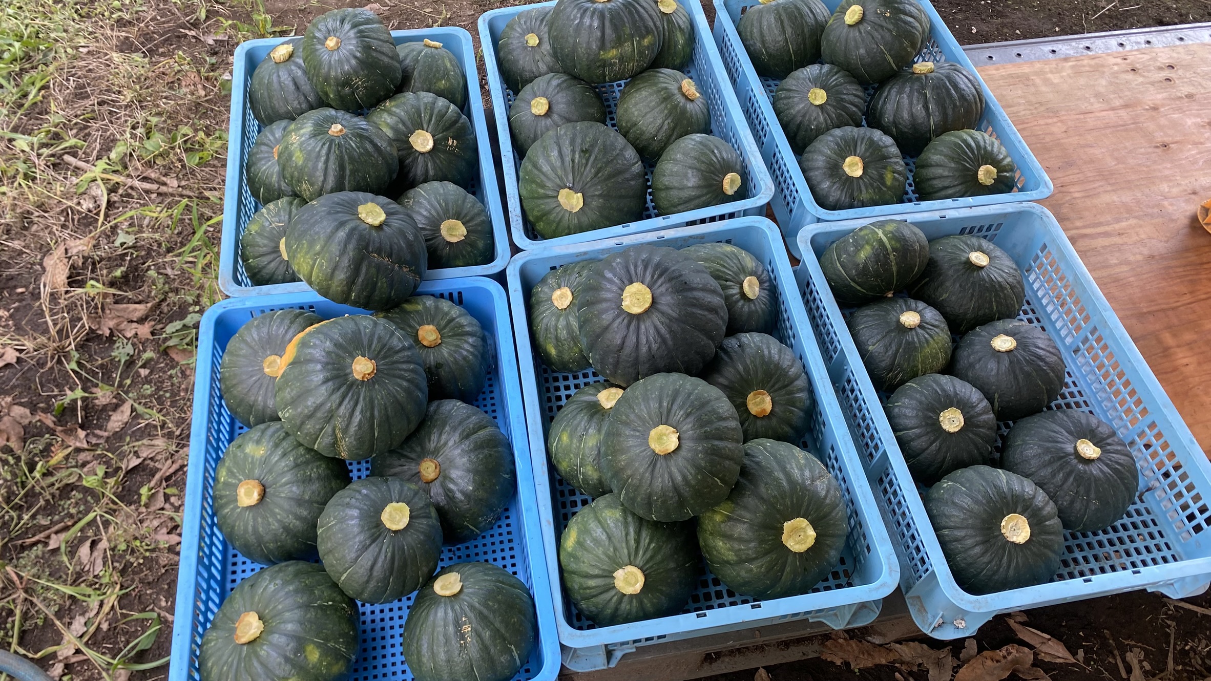 カボチャ（青果）
