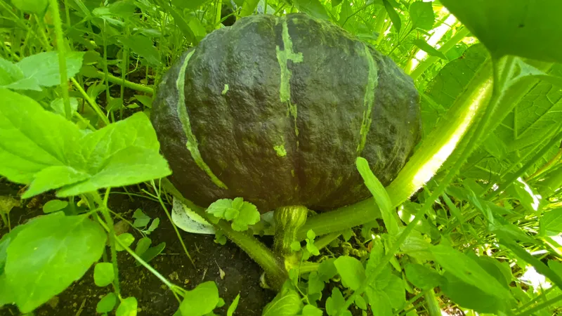 みなみちゃん南瓜 果皮