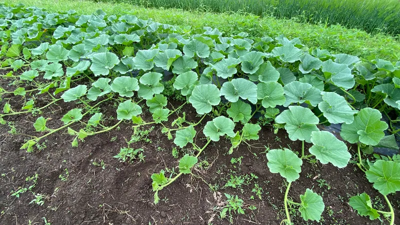 みなみちゃん南瓜 畑の様子