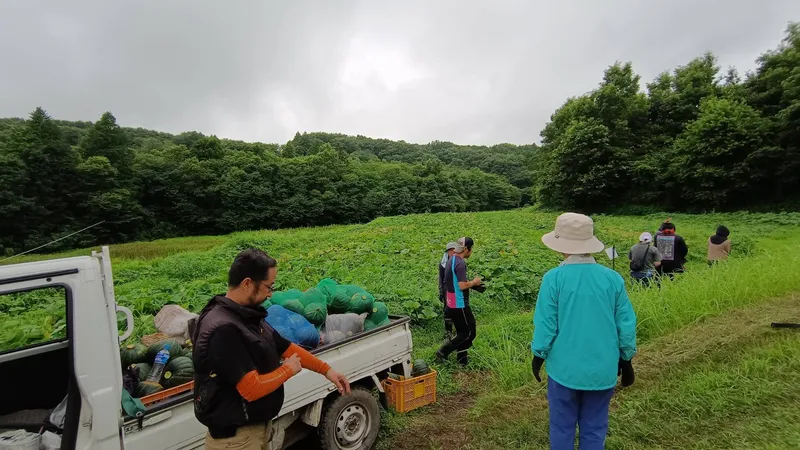みなみちゃん南瓜 収穫