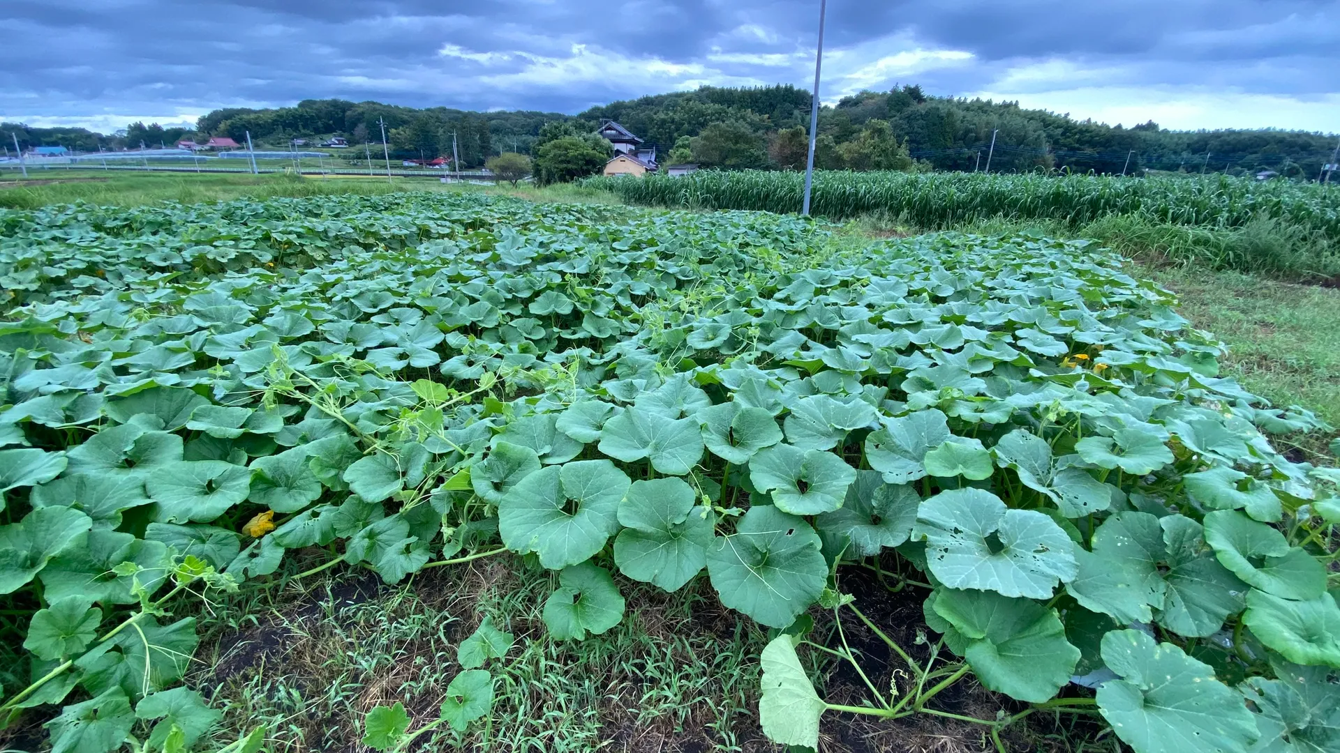 みなみちゃん南瓜
