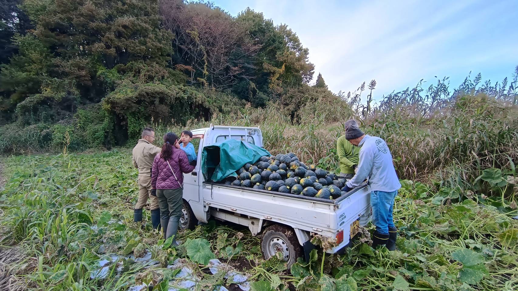 やつだファームの収穫